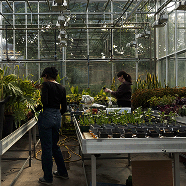Two students working in a greenhouse